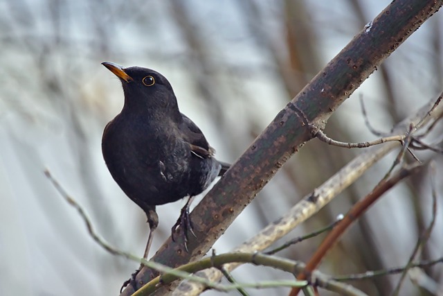 效率与定